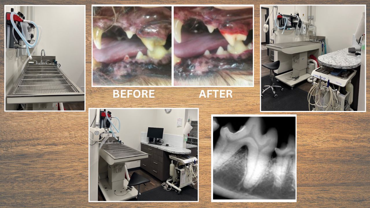 Eastern Slopes Dental area, photos of before and after dental cleaning