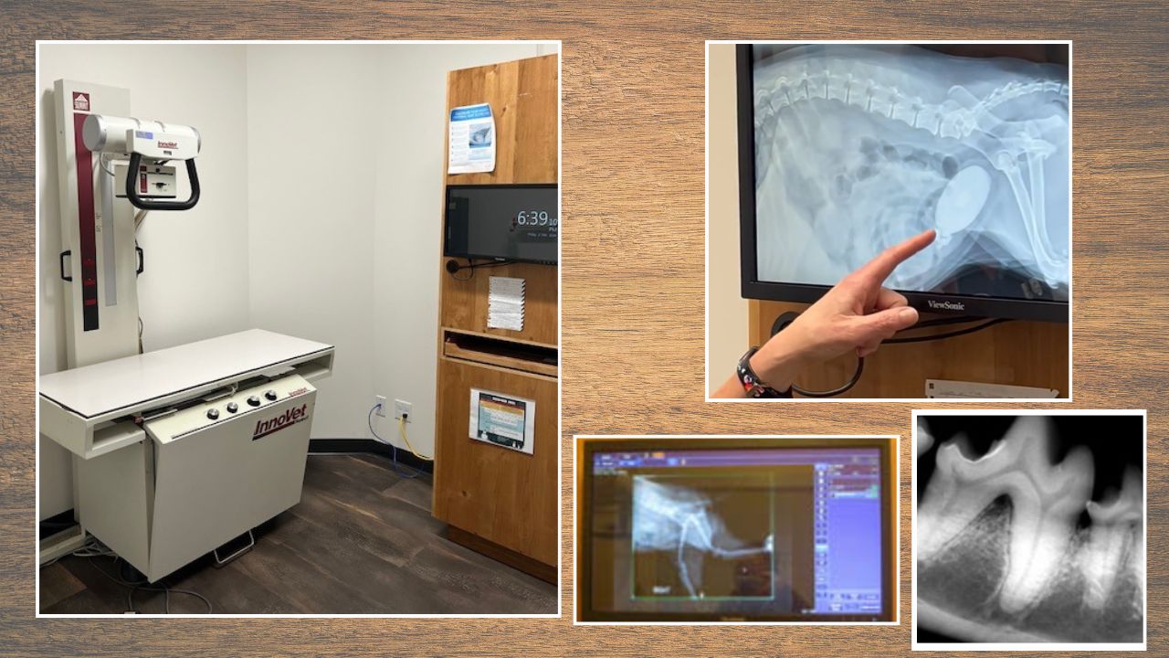 Radiology machine, e-ray of canine kidney stone, dental xray.